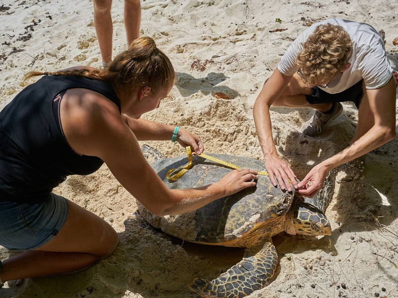Deux personnes mesurent une tortue marine
