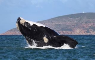 Photo d'une baleine en plein plongeon.